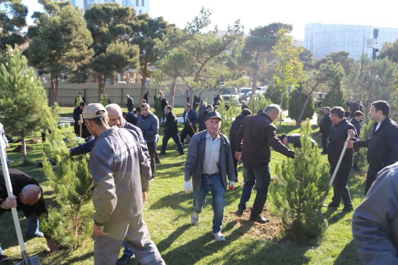 Xətai rayonunda ağacəkmə aksiyası keçirilib - FOTOLAR